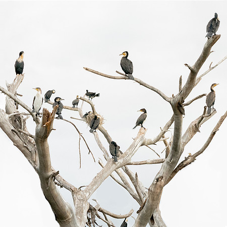 Tree of the Cormorants-