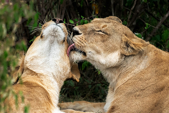Silsterly Love-