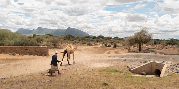 Herding the Camel-