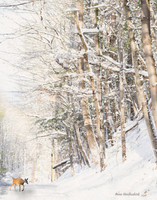 Deer after Snowfall