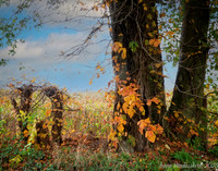 Tangle of Fall 2022