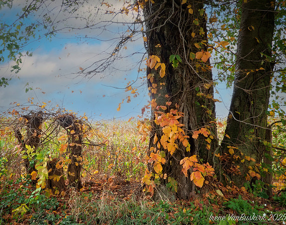 Tangle of Fall 2022
