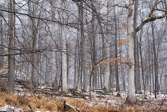 Winter Woods (Poconos)