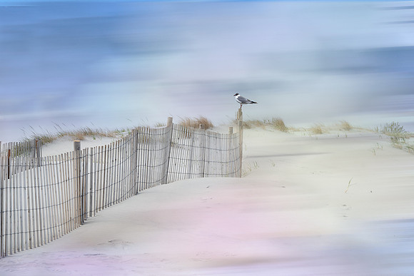 Cape May Dreaming
