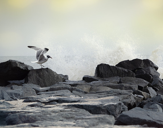 Tiptoe over the Rocks