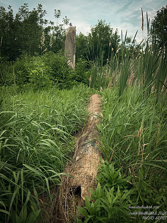 Hollow Log