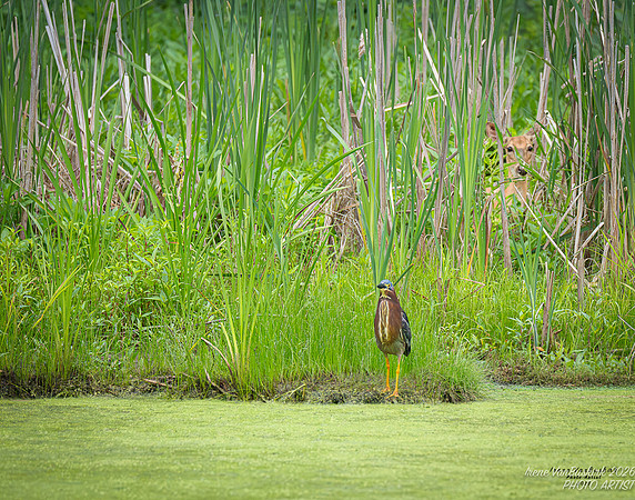 At the Pond