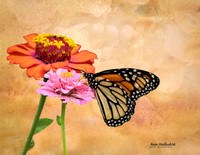 Monarch on pink zinnia