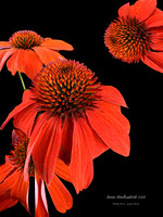 Orange Coneflowers on black