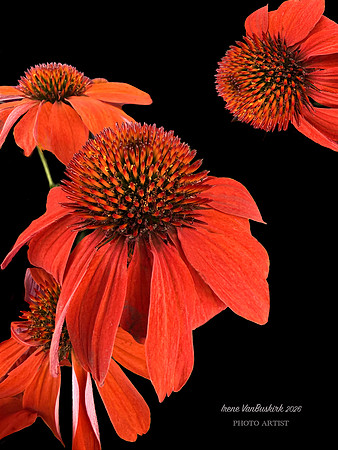 Orange Coneflowers on black