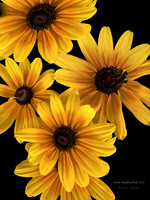 Black-Eyed Susans on black