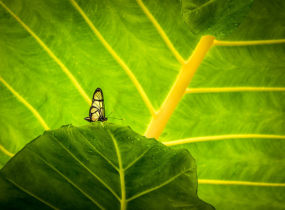 A Moment in Green-