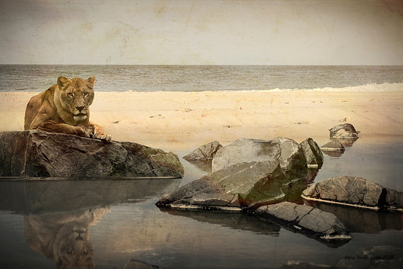 Sea Lion
