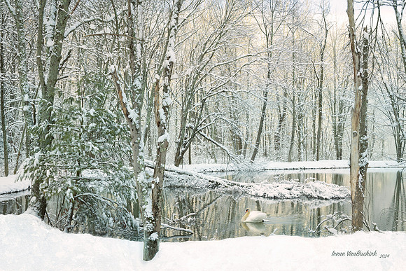 Pond, Fallen Tree, Swan