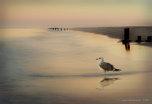 Evening Beach w Gull (2018)