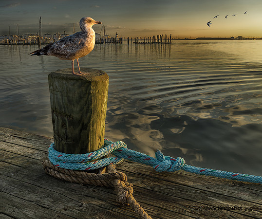 Cape May Marina Dock