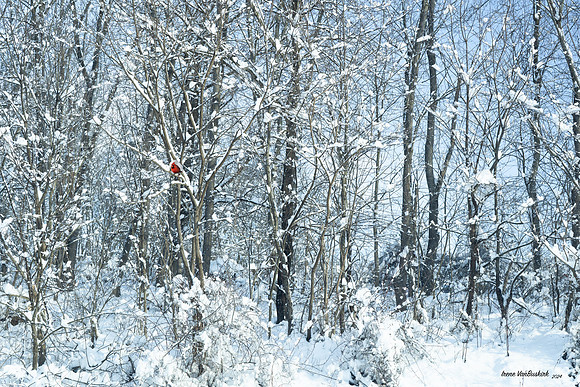 Perry County Snowy Woods w Card