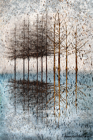 Reflected Tree Texture