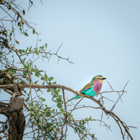 Lilac Breasted Roller-548