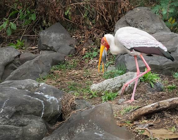Yellow-billed Stork w Fish-