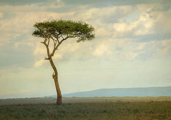 Acacia Tree Twilight-2