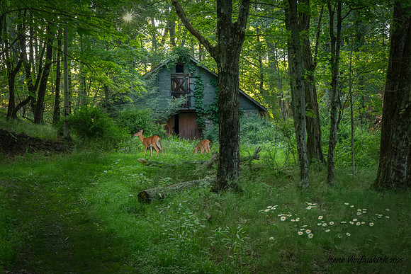 Ice House w deer