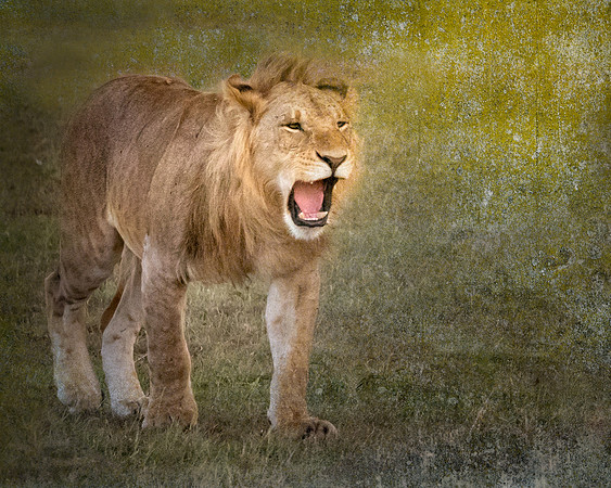 Roar-
