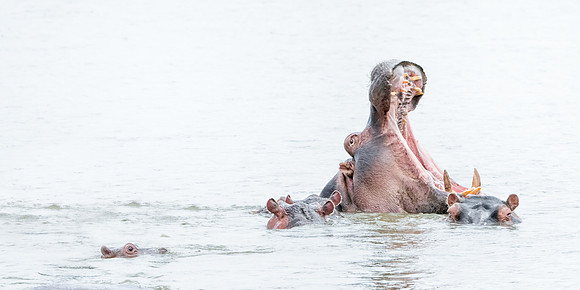Hippo Family Gathering-