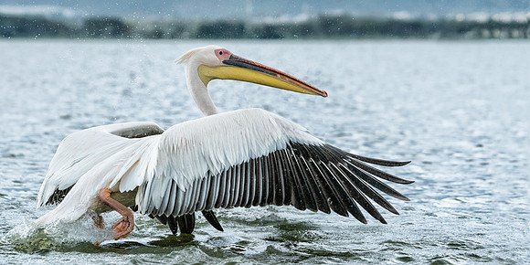 Great White Pelican-