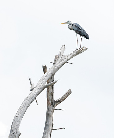 Great Cormorant-