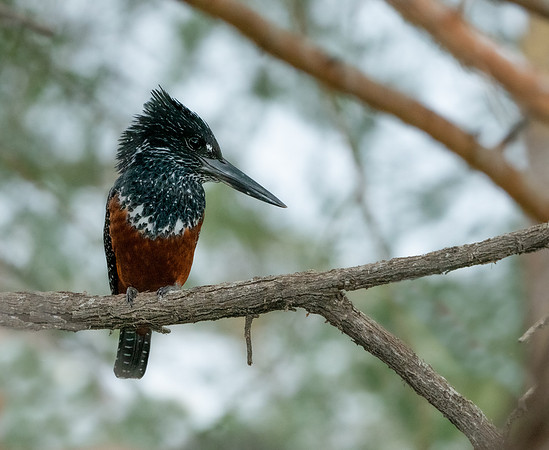 Kingfisher-