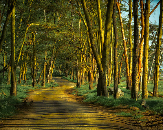 Yellow Fever Lane-