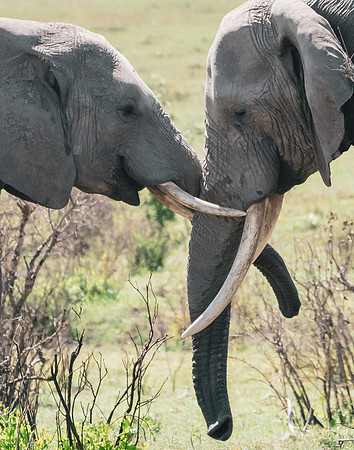 Tusk Wrestling-