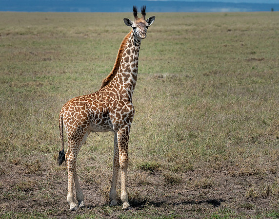 Baby Giraffe w Umblilical Cord-544