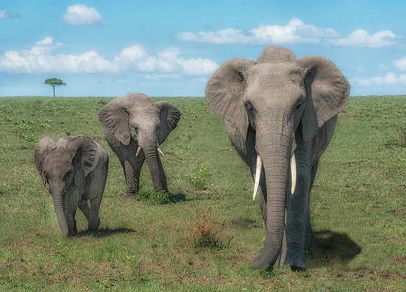 Mama and the Kids-