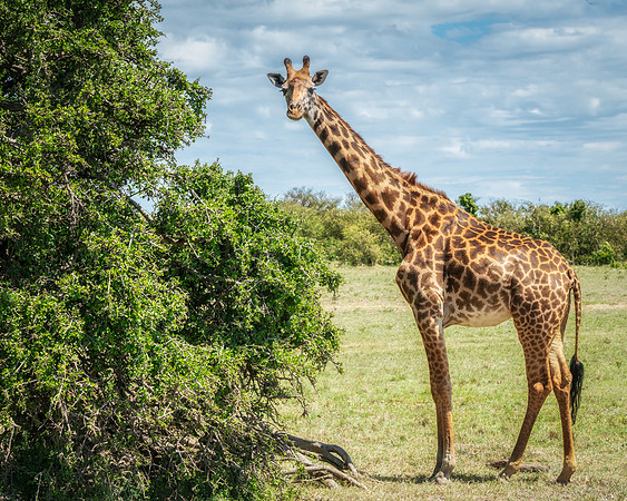 Masai Giraffe-