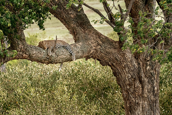 Leopard Napping Tree-