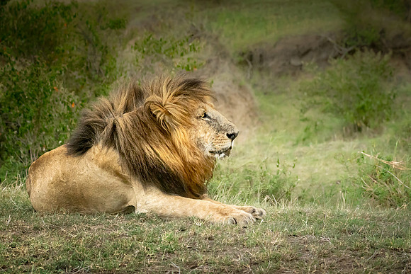 King of the Jungle-2