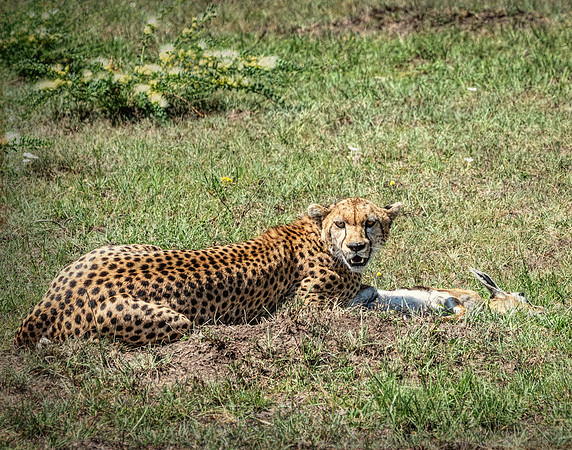 Cheetah Meal-