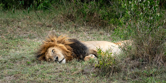 Life of the Male Lion-