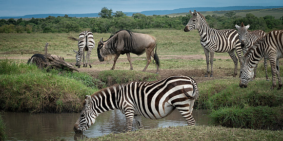 Watering Hole-
