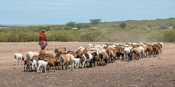 Herding Livestock-554