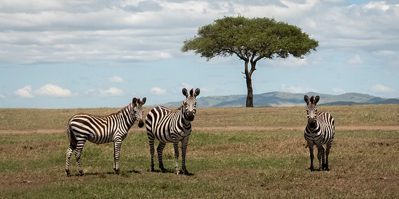 Zebras Posing-2