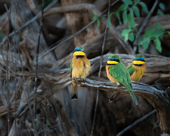 Bee Catchers-